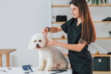 Genç bir kadın evcil hayvanla çalışıyor. Şirin küçük köpek bakım stüdyosunda..