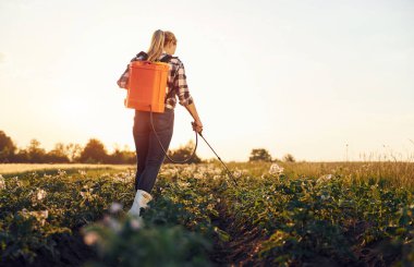 Gündüz tarlalarda patates serpiştirmek için ekipman kullanan bir kadın..