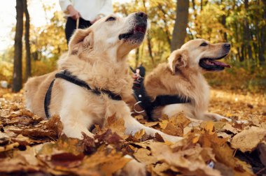 Manzarayı kapat. Sonbahar ormanında iki köpeğiyle yürüyüşe çıkmış bir kadın..