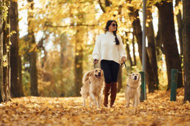 Siyah güneş gözlükleriyle. Sonbahar ormanında iki köpeğiyle yürüyüşe çıkmış bir kadın..
