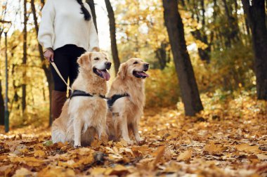 Manzarayı kapat. Sonbahar ormanında iki köpeğiyle yürüyüşe çıkmış bir kadın..
