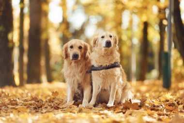 Yerde oturuyordum. İki labrador avcısı güz mevsiminde güz mevsiminde ormanda beraberdirler..