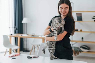Güzel bir portre. Güven kavramı. İskoç kedisi kadın veterinerle birlikte kuaförde..