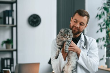 Evcil hayvanı ellerimde tutuyorum. Doktor klinikte İskoç gri tekir kedisiyle ilgileniyor..