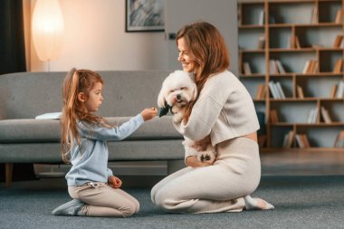 Kadın kız için evcil hayvan veriyor. Kızına hediye. Annem evde Malta köpeğiyle..