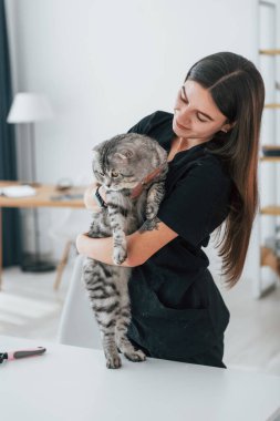Güzel bir portre. Güven kavramı. İskoç kedisi kadın veterinerle birlikte kuaförde..