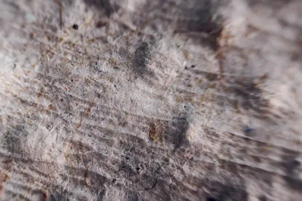 stock image Paper sheet under the microscope. Close up view.