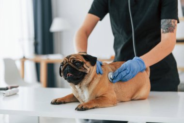 Steteskop kullanıyorum. Pug, siyah elbiseli veterinerle kuaförde..