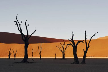 Ölü ağaçların olduğu bir yer. Afrika çölündeki muhteşem manzaraların görkemli manzarası.