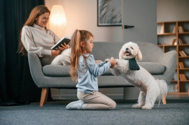 Kız evcil hayvanı pençeleriyle tutuyor. Anne ve kızı evde Malta köpeğiyle birlikte..