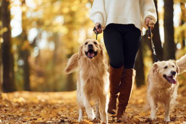 Aşağıdan bak. Sonbahar ormanında iki köpeğiyle yürüyüşe çıkmış bir kadın..