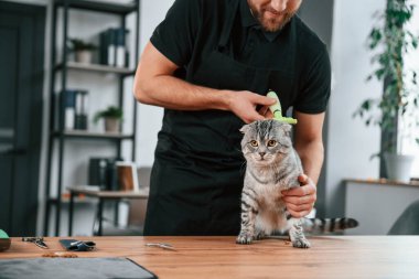 Kürkü fırçalıyorum. Gri tekir kediyi içeri tıkıyor..