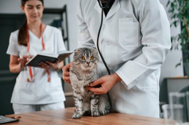 Erkek ve kadın doktorlar klinikte İskoç katlı gri tekir kediyle ilgileniyorlar..