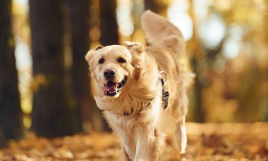 İleri koşuyor. Tatlı köpek güpegündüz sonbahar ormanında açıktadır..