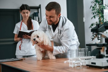 Erkek ve kadın doktorlar klinikte Malta 'lı köpekle ilgileniyorlar.