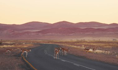 Anthelopes together. Majestic landscaped view of road in Africa, Namibia. clipart