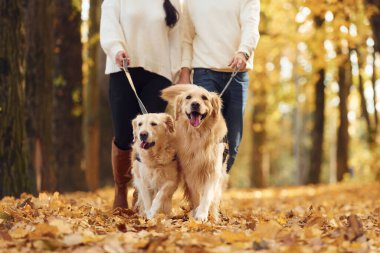 Güz parkında iki köpekle yürüyüş yapan sevimli bir çift var..