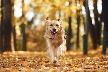 Ön manzara. İleri koşuyor. Tatlı köpek güpegündüz sonbahar ormanında açıktadır..
