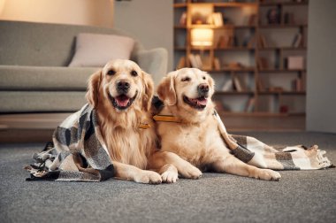 İki Golden Retriever 'ın portresi..