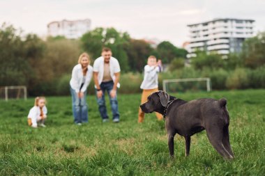 Köpekle yürü. Aile yazın birlikte hafta sonlarını dışarıda geçirir..