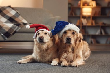 Yeni yıl kavramı. Noel Baba şapkalarıyla. İki Golden Retriever iç mekanda birlikte..