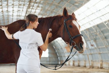 Steteskop kullanarak dinleyerek. Beyaz önlüklü kadın doktor ahırda atıyla birlikte..