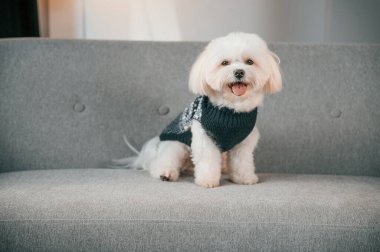 Kanepede oturuyordum. Şirin Malta köpeği evdeki odada..