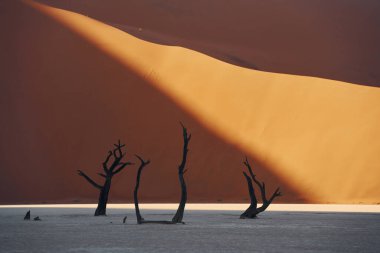 Ölü ağaçların olduğu bir yer. Afrika çölündeki muhteşem manzaraların görkemli manzarası.