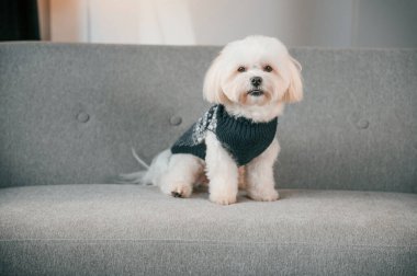 Kanepede oturuyordum. Şirin Malta köpeği evdeki odada..