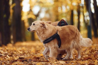 Gündüz vakti güz ormanında iki sevimli köpek dışarıda..