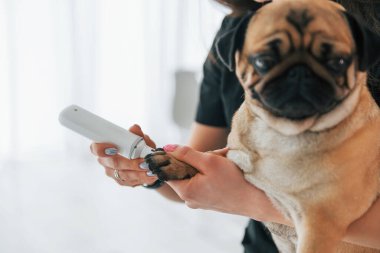 Tırnakları temizliyorum. Pug, siyah elbiseli veterinerle kuaförde..