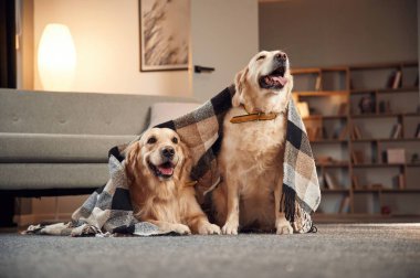 Battaniyenin altında. İki Golden Retriever iç mekanda birlikte..