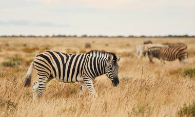 Yan görüş. Zebra gündüz vakti vahşi doğada.