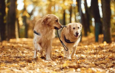 Tasmayı tutuyorum. İki labrador avcısı güz mevsiminde güz mevsiminde ormanda beraberdirler..