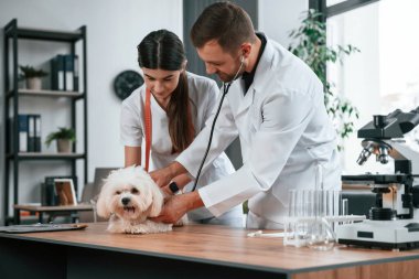 Steteskopla. Erkek ve kadın doktorlar klinikte Malta 'lı köpekle ilgileniyorlar..