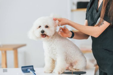 Manzarayı kapat. Şirin küçük köpek bakım stüdyosunda..