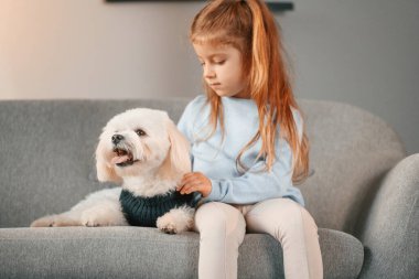 Ön manzara. Kanepede. Küçük kız evde Malta köpeğiyle birlikte..