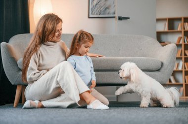 Birlikte eğleniyoruz. Anne ve kızı evde Malta köpeğiyle birlikte..