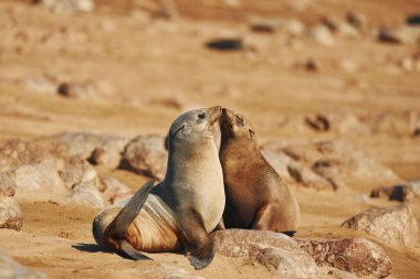 Kürk fokları sahilde, vahşi doğada..
