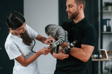 Kızgın hayvan ısırmaya hazır. Erkek ve kadın doktorlar klinikte İskoç katlı gri tekir kediyle ilgileniyorlar..