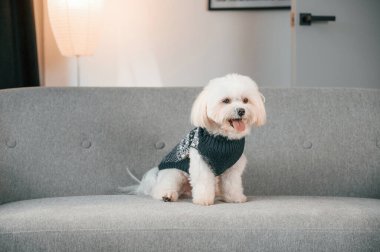 Kanepede oturuyordum. Şirin Malta köpeği evdeki odada..