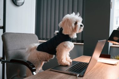 Malta köpeği ofiste dizüstü bilgisayarla masanın yanında oturuyor..