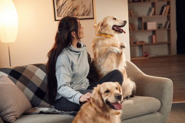 Kadın evde iki golden retriever köpeğiyle birlikte..