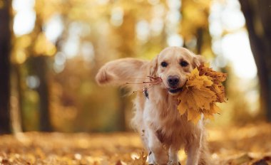 Tatlı köpek güpegündüz sonbahar ormanında açıktadır..