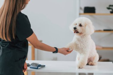 Pençeyi tutuyorum. Şirin küçük köpek bakım stüdyosunda..
