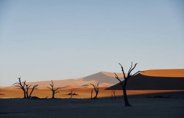 Ölü ağaçlar. Afrika çölündeki muhteşem manzaraların görkemli manzarası.