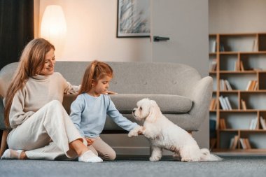 Evcil hayvanla oynuyordum. Anne ve kızı evde Malta köpeğiyle birlikte..