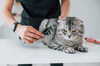 Fırça kullanarak saçı temizliyorum. İskoç kedisi kadın veterinerle birlikte kuaförde..