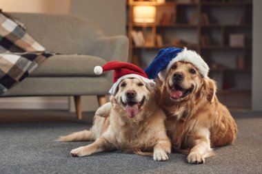 Yeni yıl kavramı. Noel Baba şapkalarıyla. İki Golden Retriever iç mekanda birlikte..