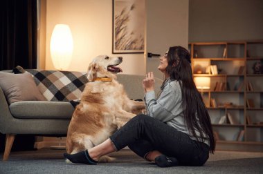 Oynuyor, numaralar yapıyor. Kadın Golden Retriever köpeğiyle evde..